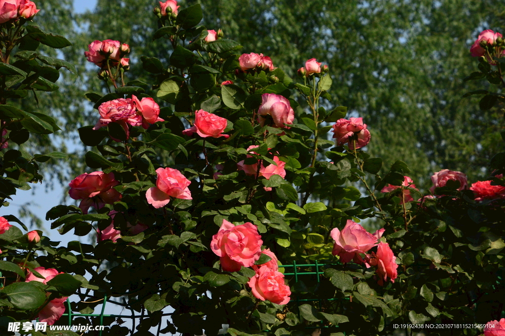 月季花