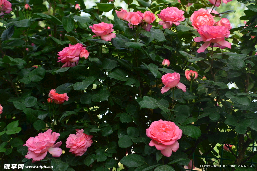 月季花 