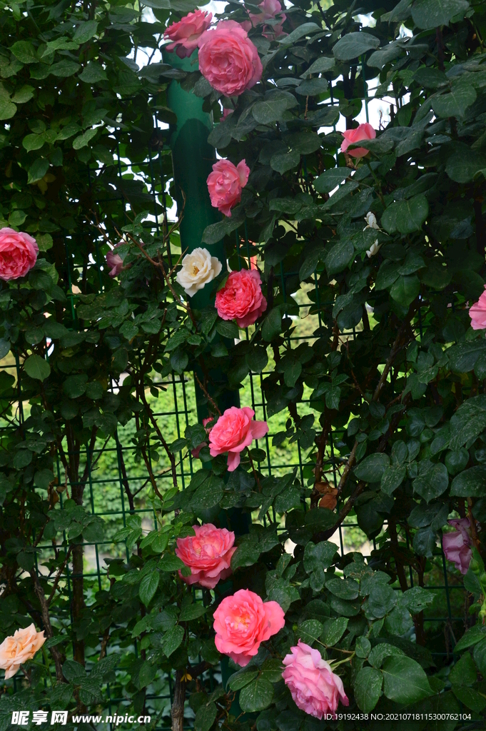 月季花
