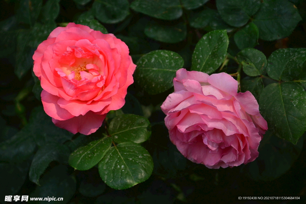 月季花 