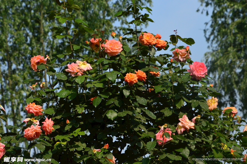 月季花 