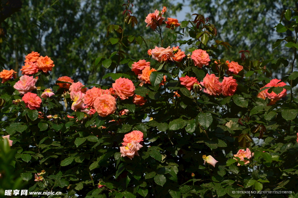 月季花