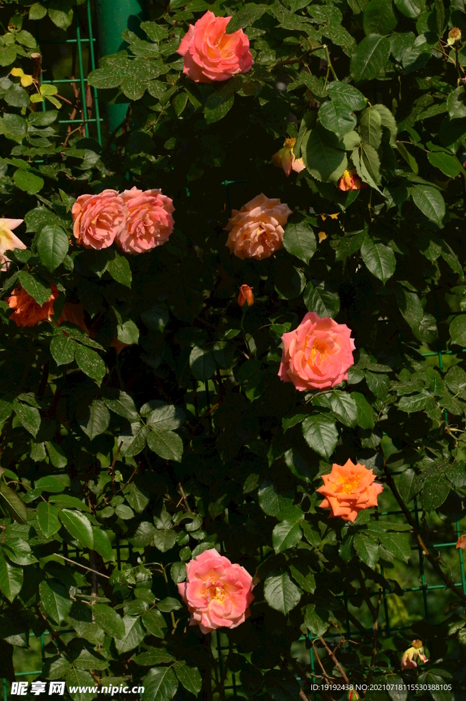 月季花 