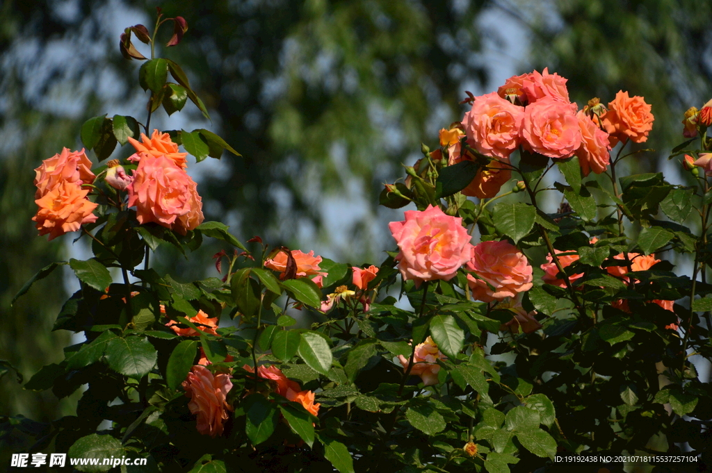 月季花 