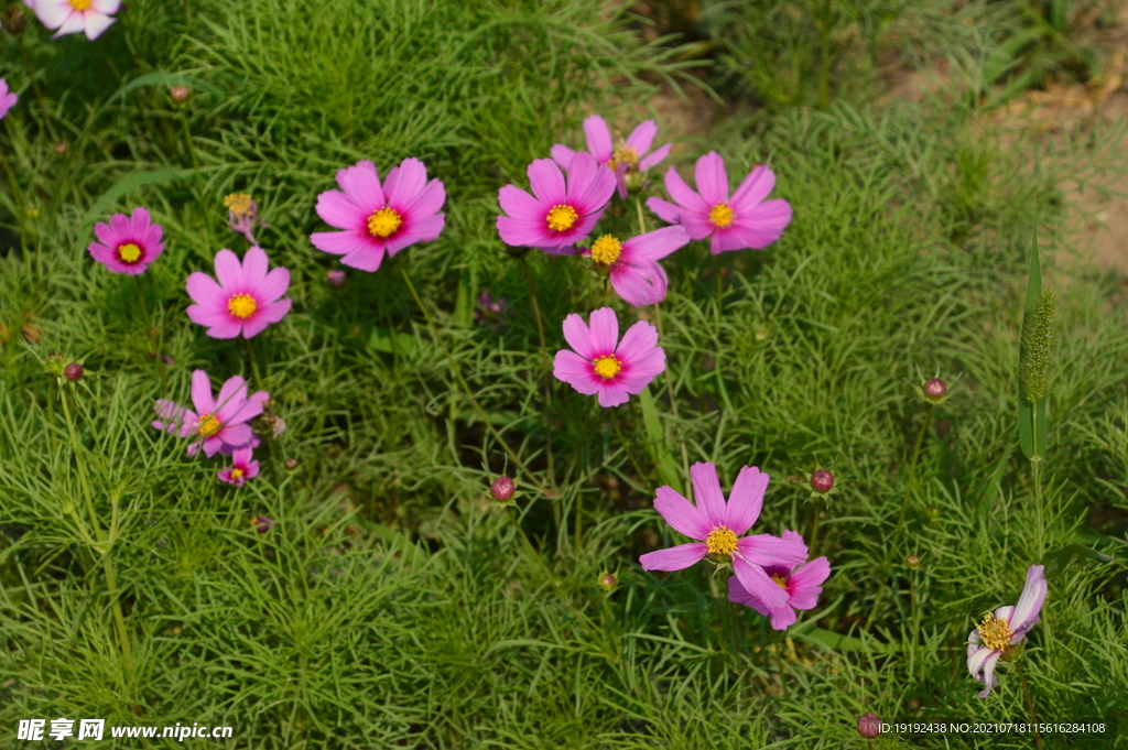 园林花草 