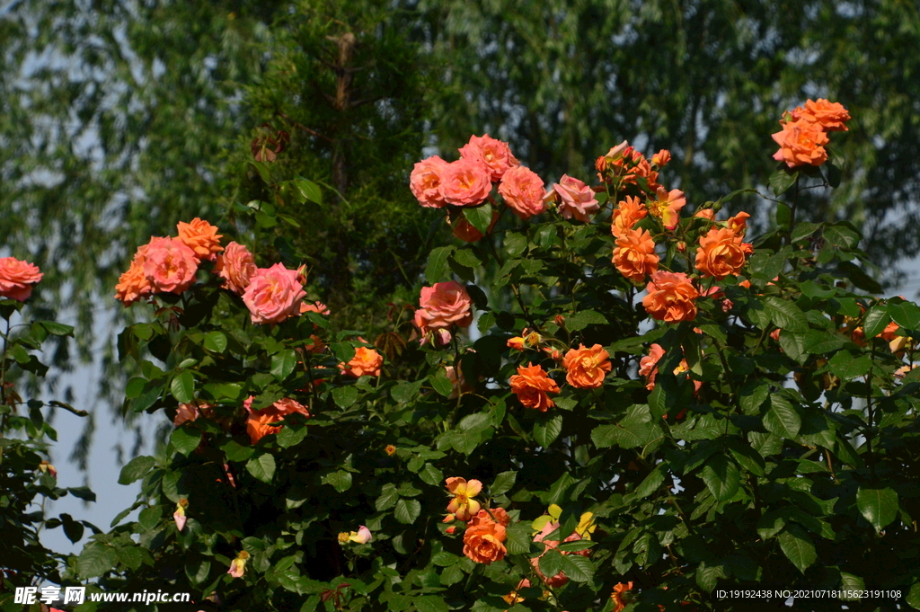 月季花