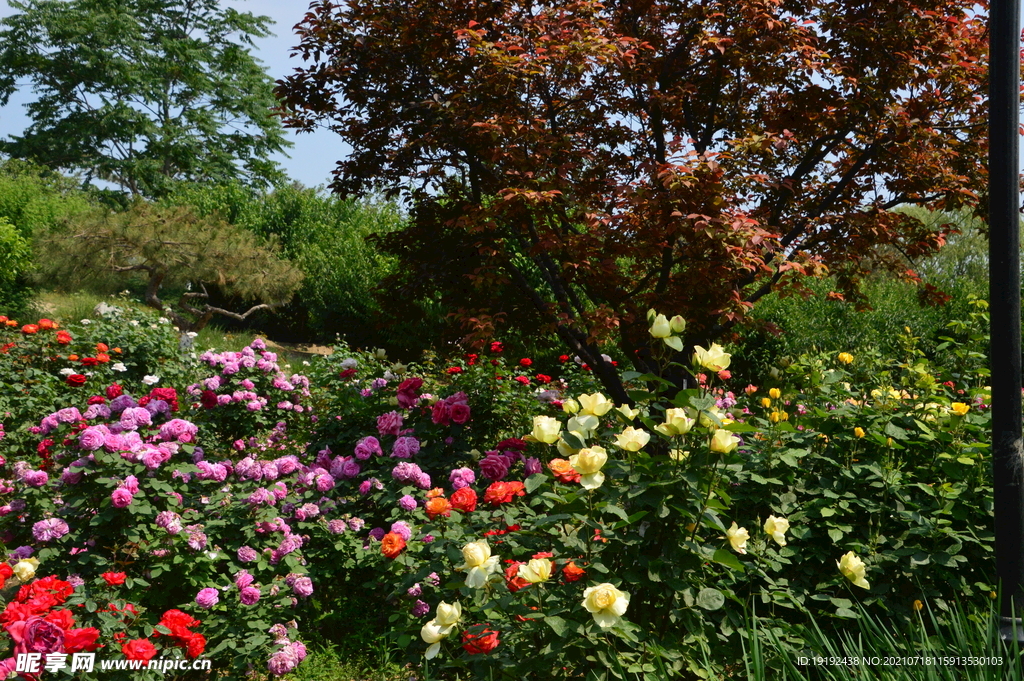 月季花 