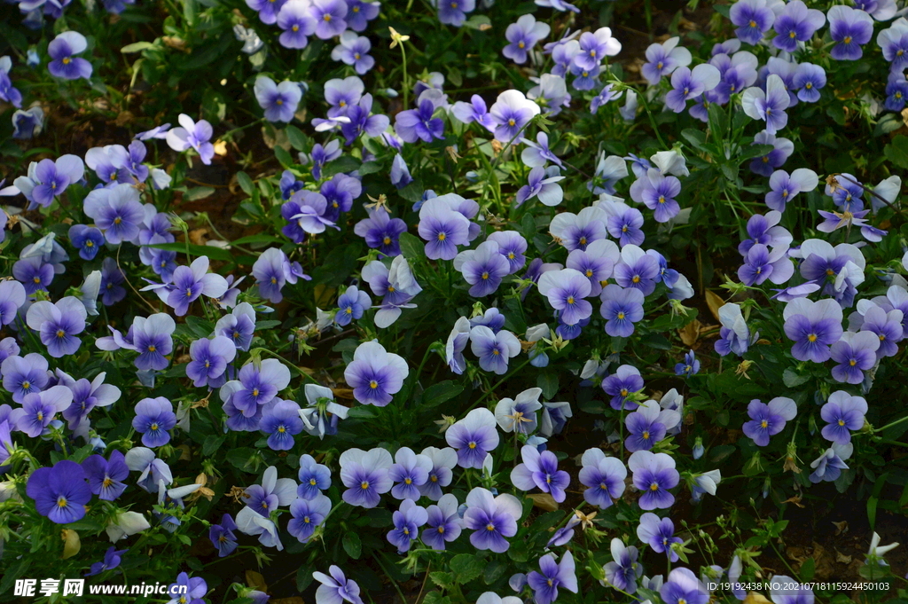 园林花草