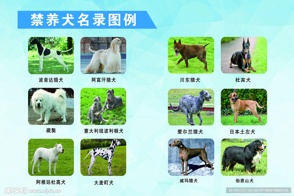 禁养犬图例