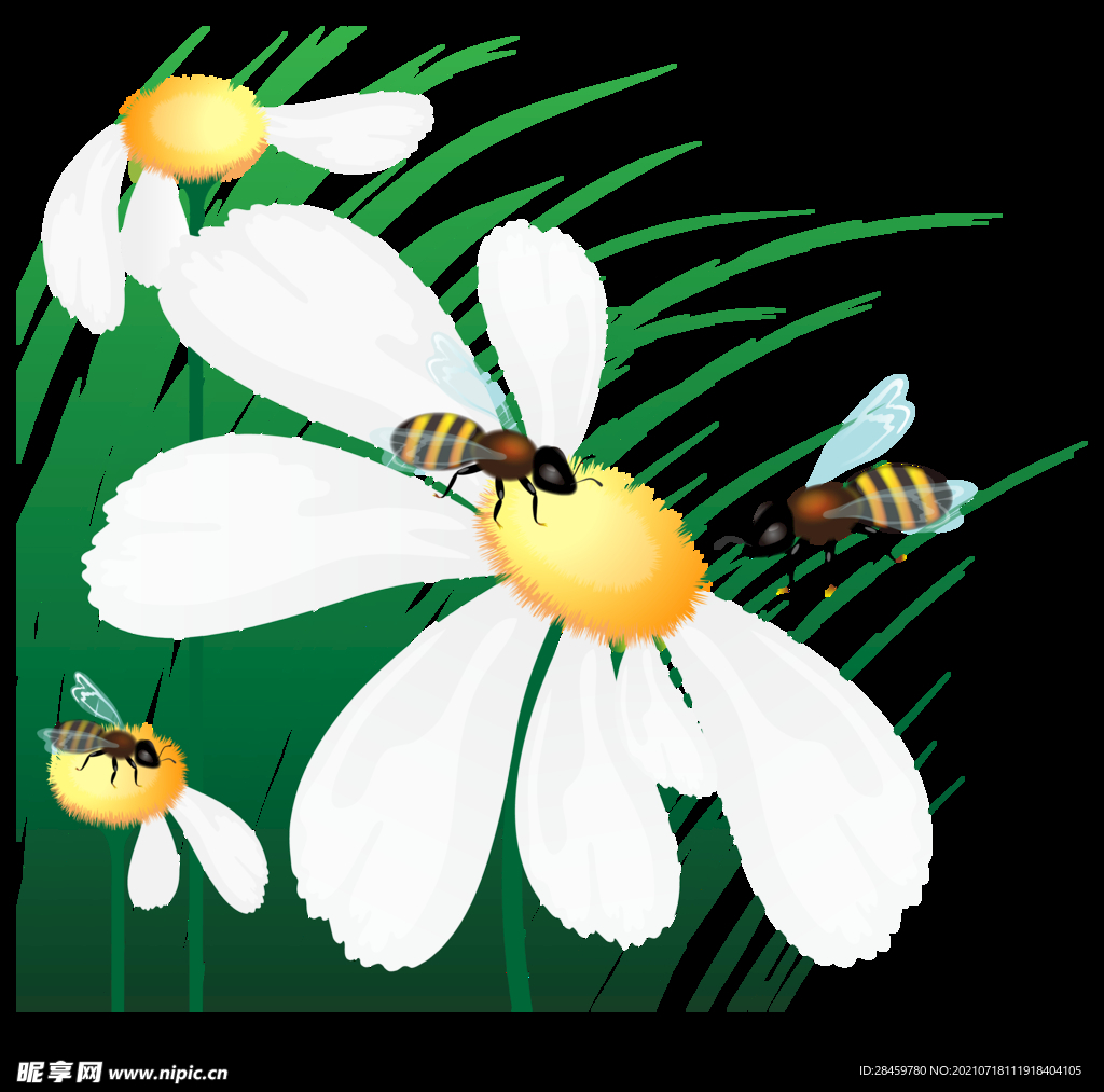 花朵蜜蜂