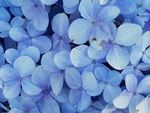 紫色小花