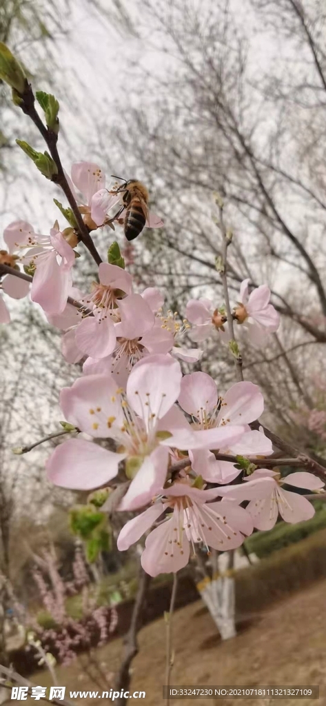 桃花和蜜蜂