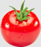 带水珠番茄西红柿素材