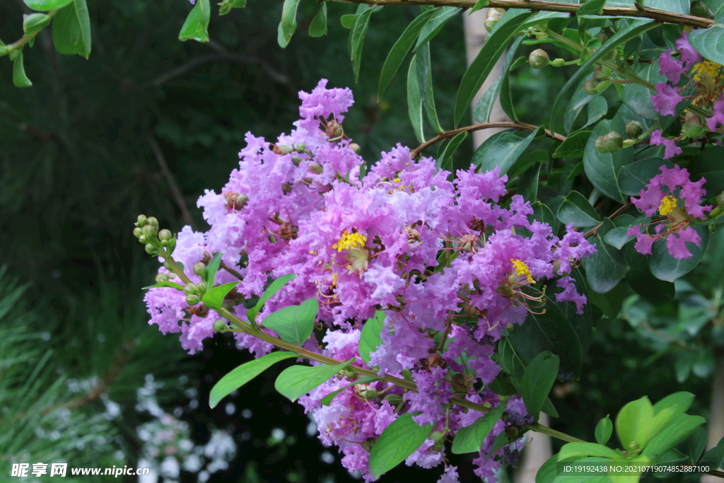 紫薇花
