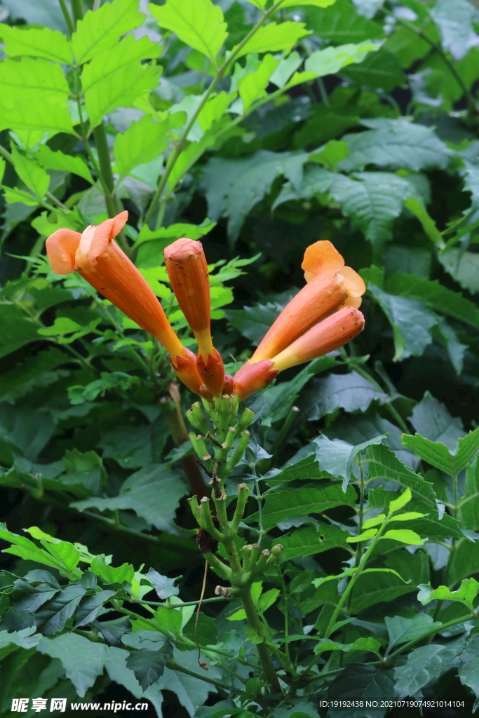 凌霄花 