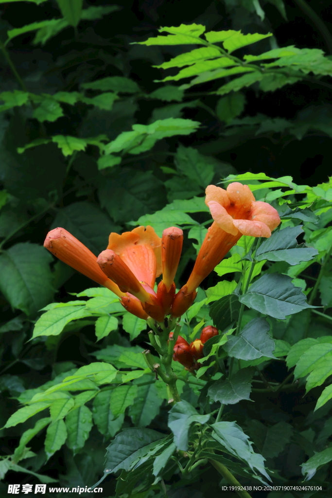 凌霄花 