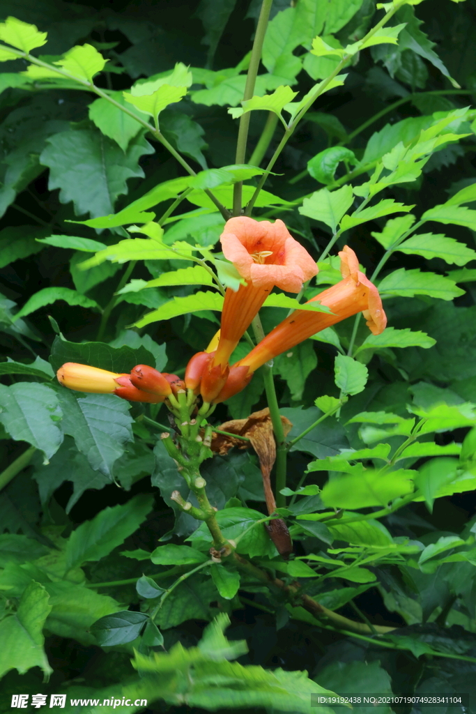 凌霄花
