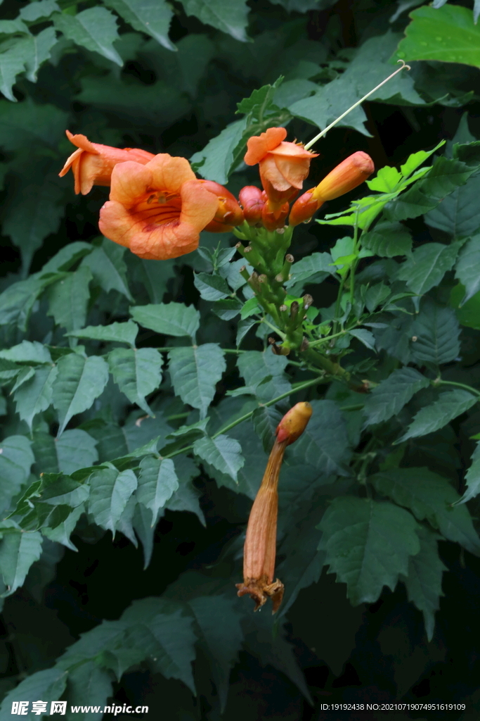 凌霄花