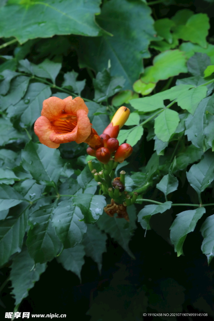 凌霄花