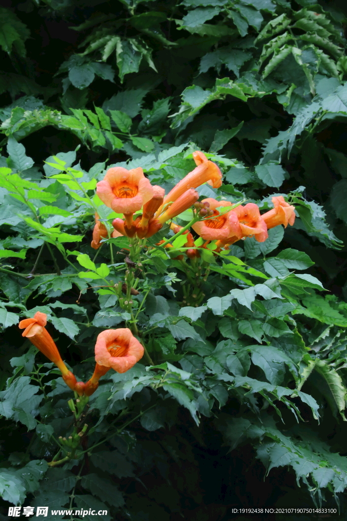 凌霄花