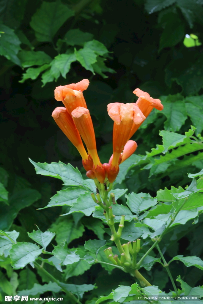 凌霄花