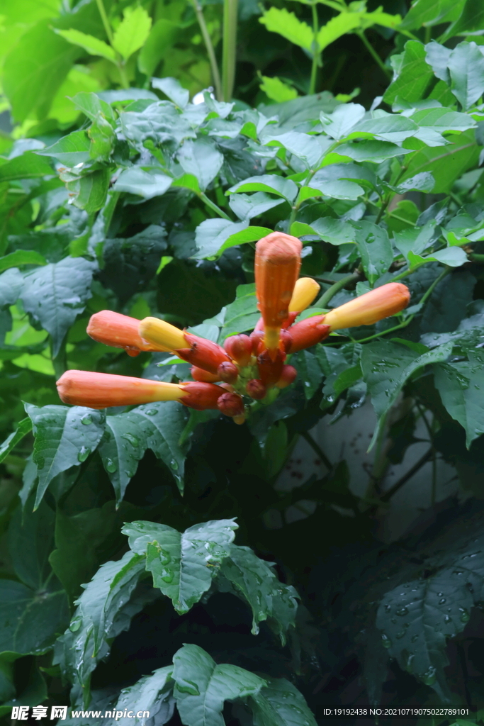 凌霄花