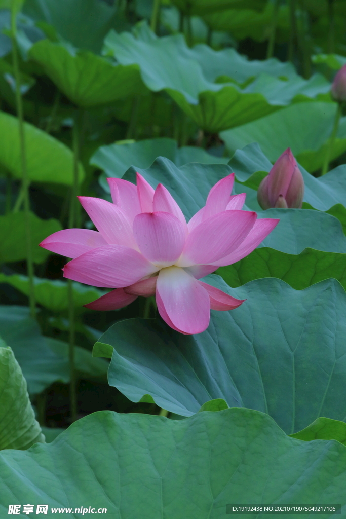 荷花 
