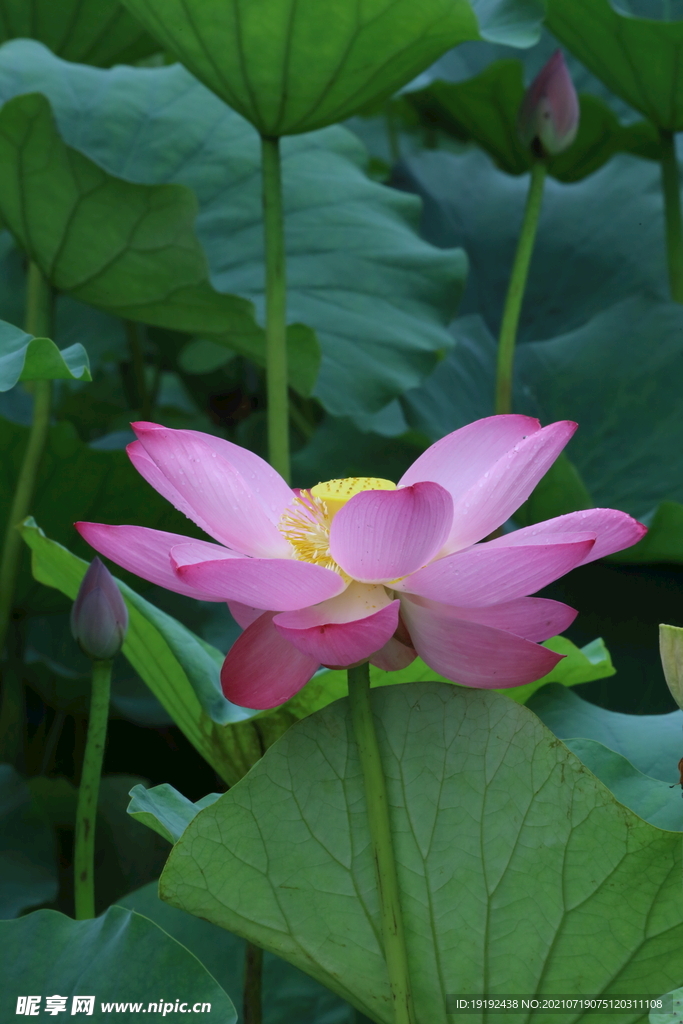 荷花 