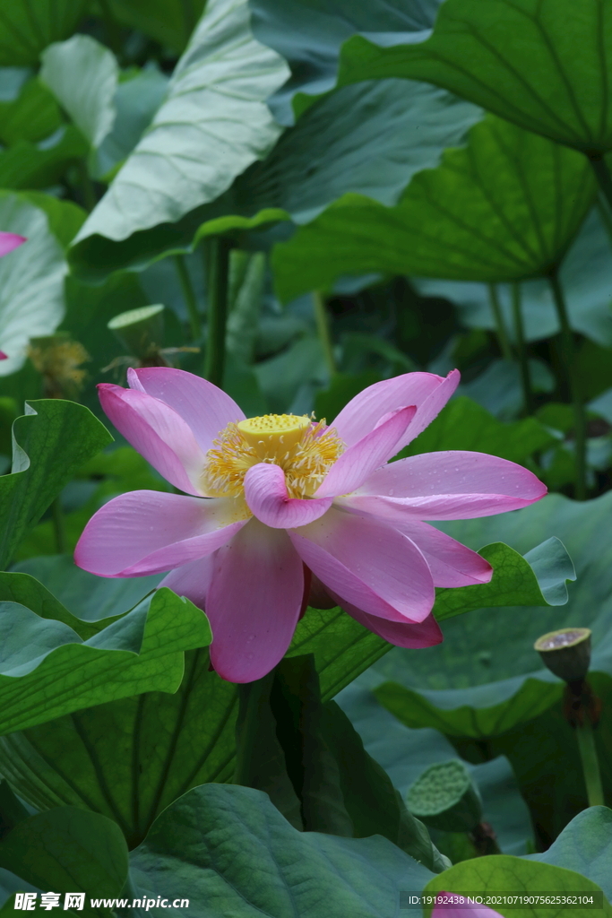 荷花