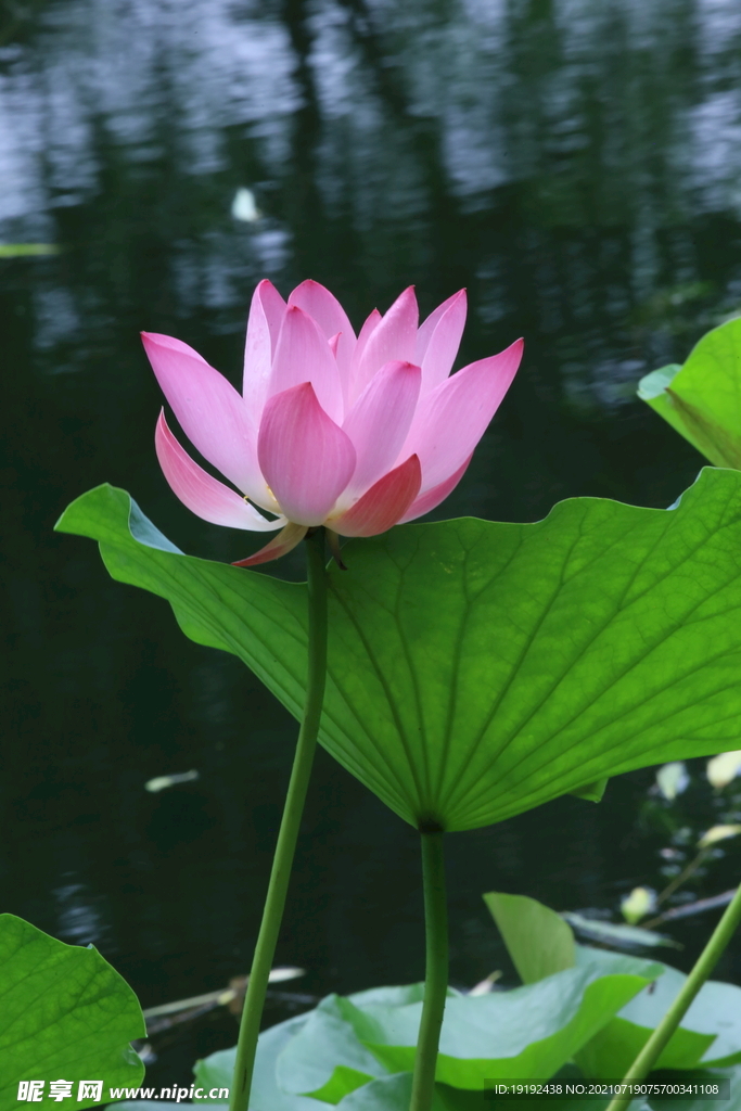 荷花 