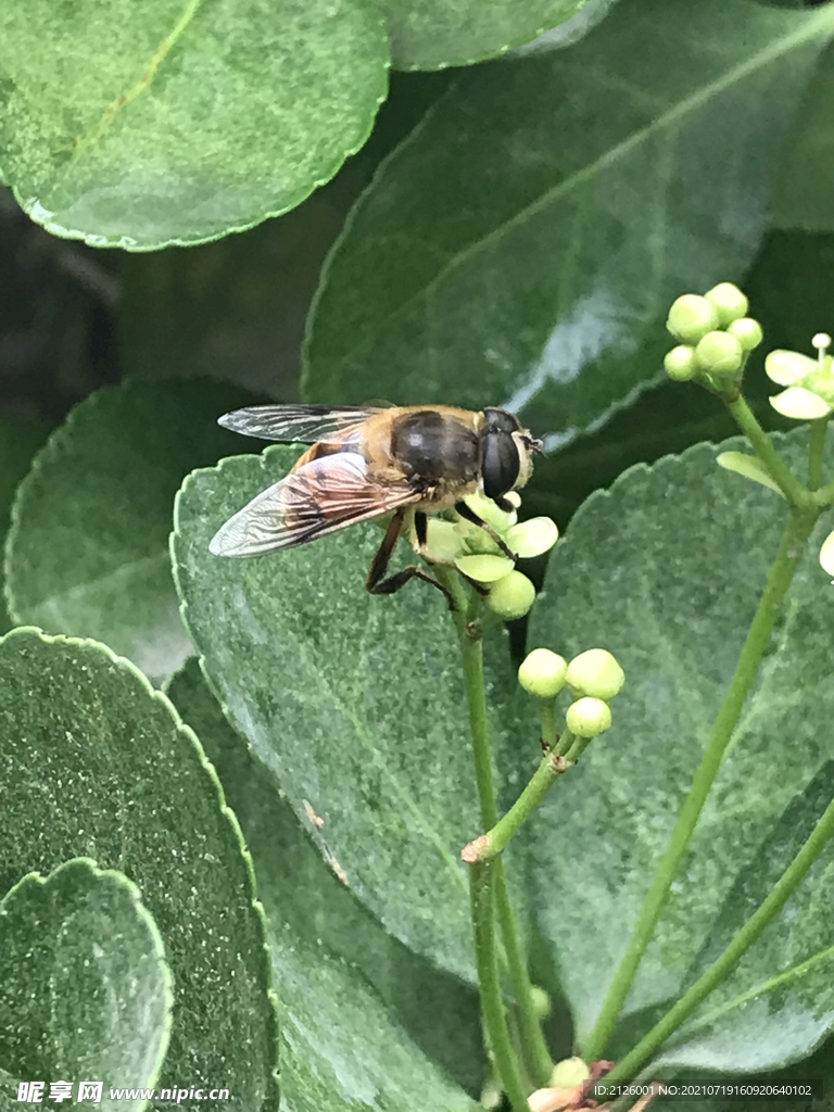 采蜜蜜蜂