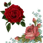 矢量花