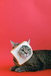 猫咪