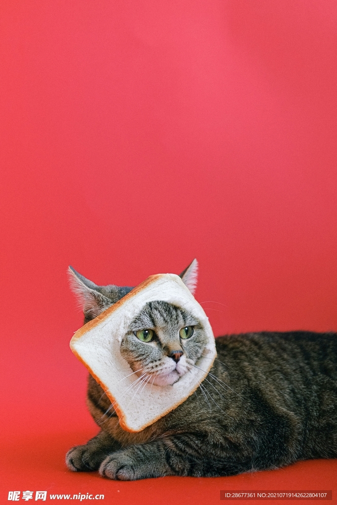 猫咪