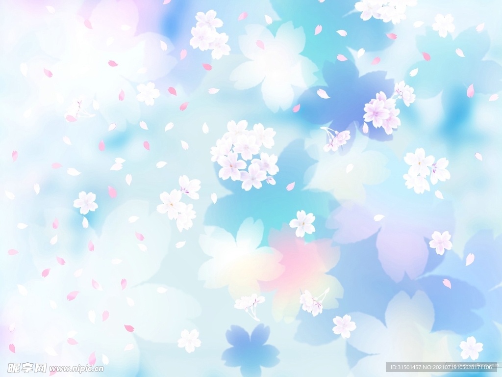 樱花 花朵 蓝色背景