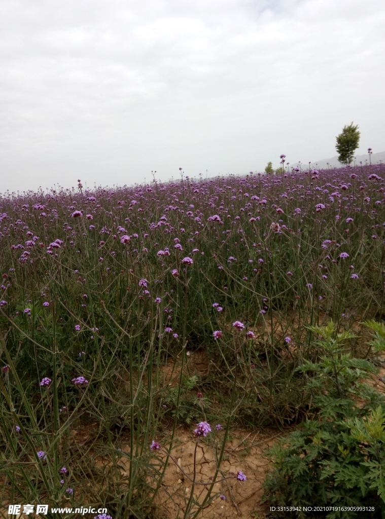 薰衣草花海