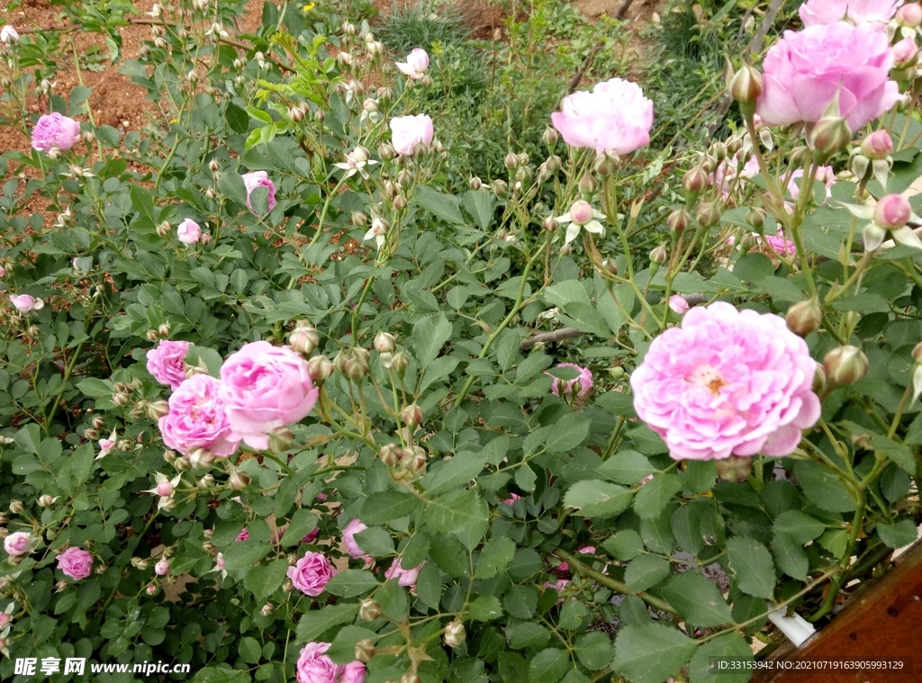 月季花