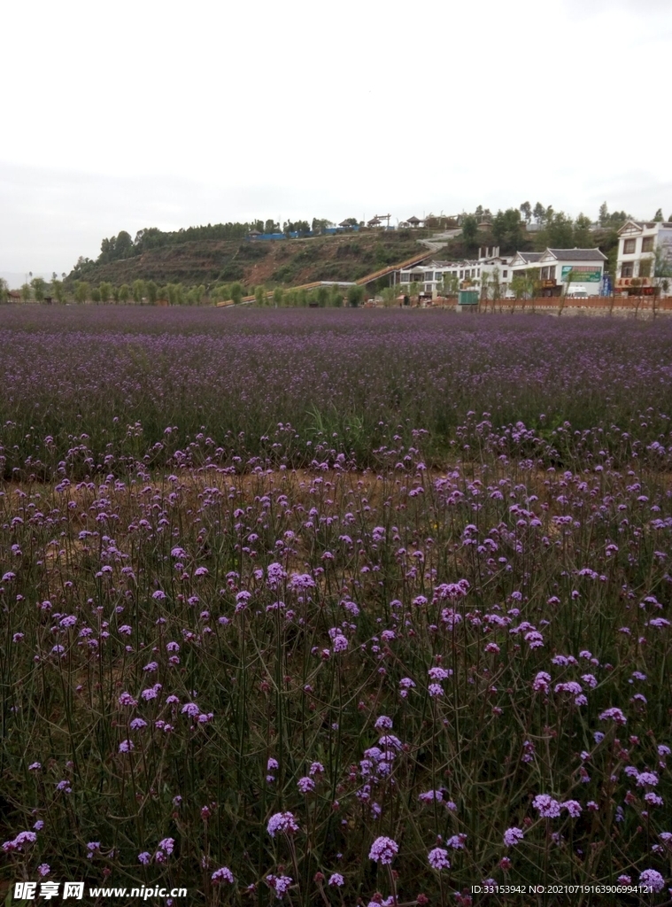 薰衣草 花海