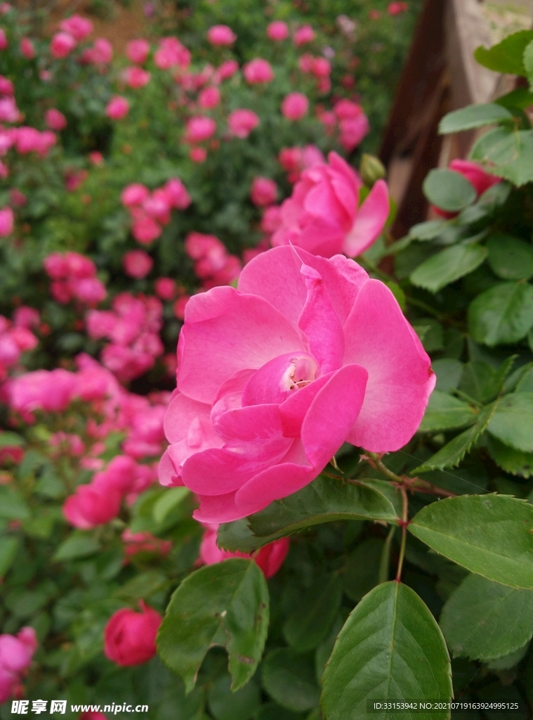月季花
