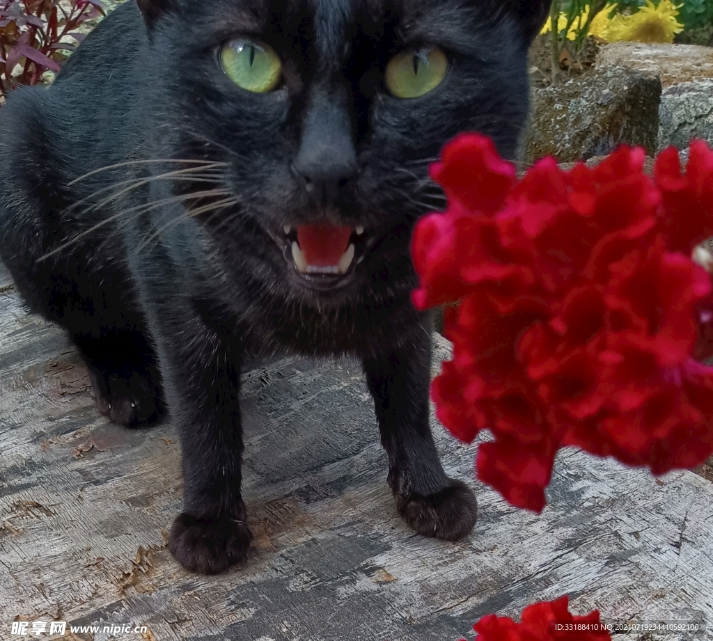 小黑猫