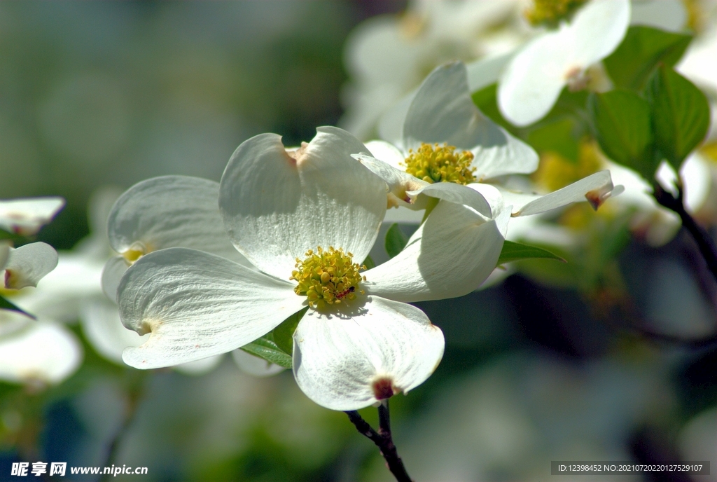 山茱萸鲜花