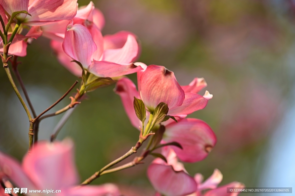 山茱萸鲜花
