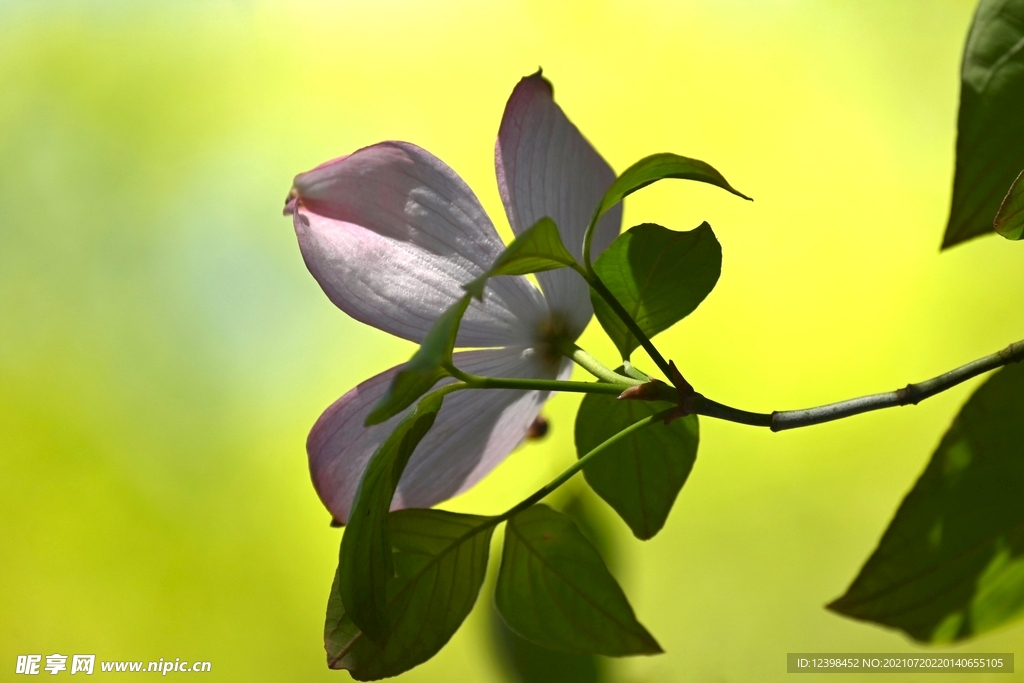山茱萸鲜花