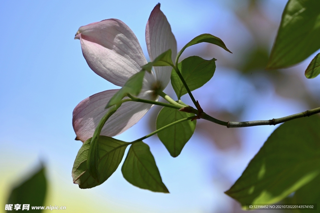 山茱萸鲜花