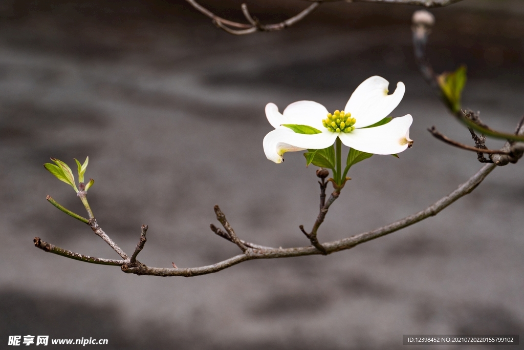 山茱萸鲜花