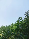 天