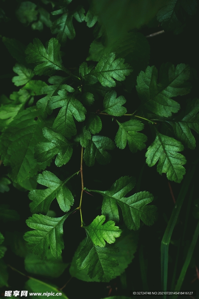 植物背景