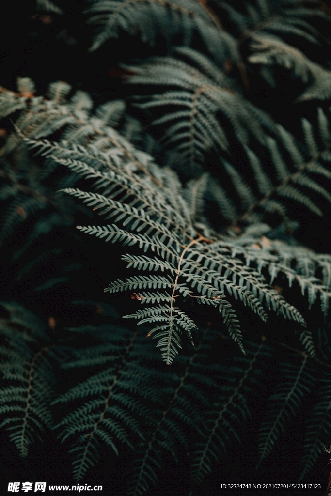 植物背景