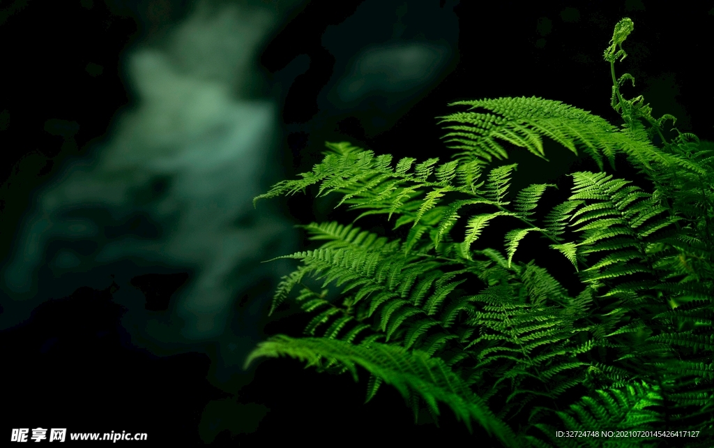 植物背景