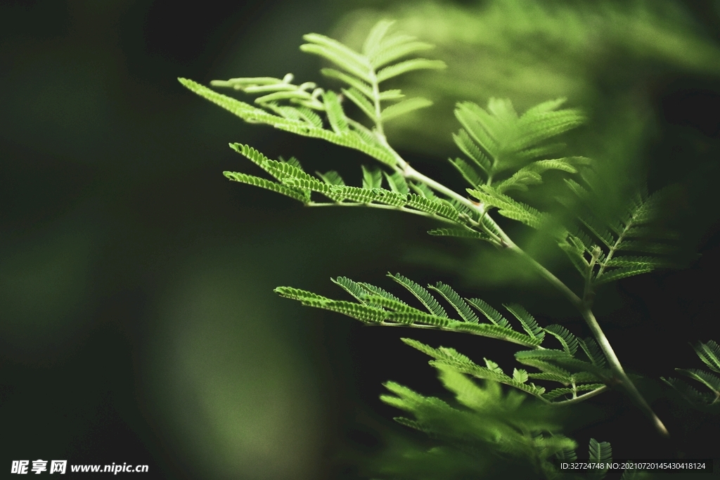 植物背景